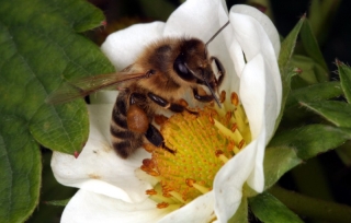 Honigbiene auf Erdbeer-Blüte